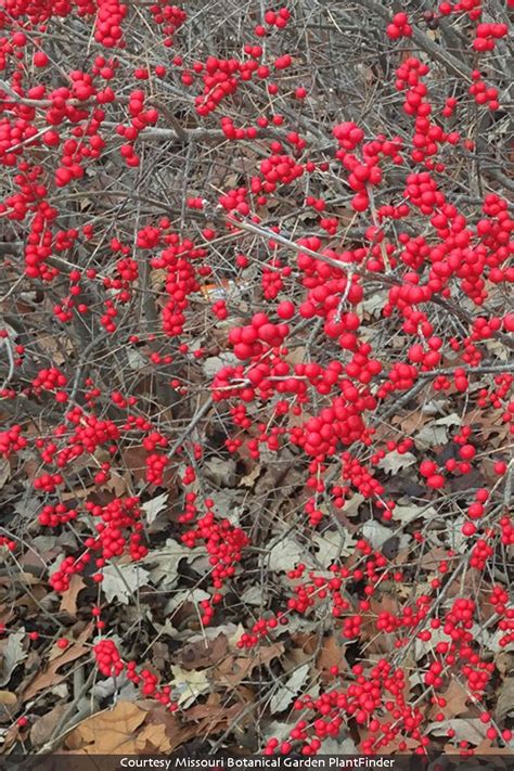 Ilex Verticillata Red Sprite Winterberry Cultivar