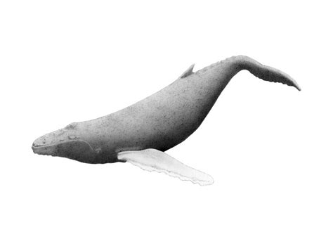 Humpback Whale Swim Drawing By Selinda Van Horn
