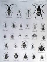 Photos of Uk Household Pest Identification