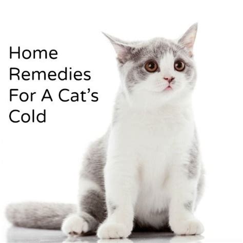Home Remedy For A Cats Cold Hillbilly Housewife Cat Cold Cat