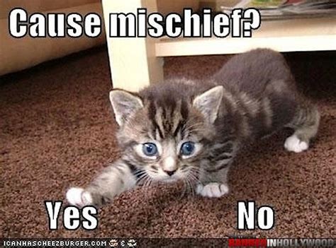 Cause Mischief Cute Cat Memes Kittens Funny Cat Memes