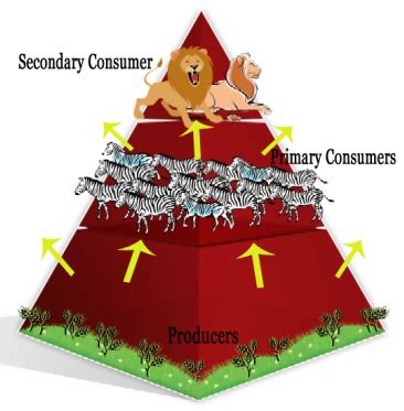 Arctic food chain pyramid free vector. Flow Of Energy - Grevy's Zebra