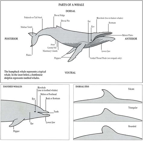 Parts Of A Whale A Complete Guide To Whales Dolphins And Porpoises