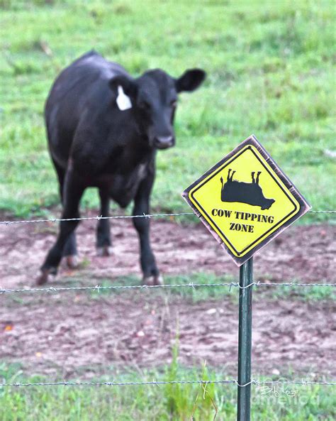 Cow Tipping Zone Photograph By Billy Knight Fine Art America
