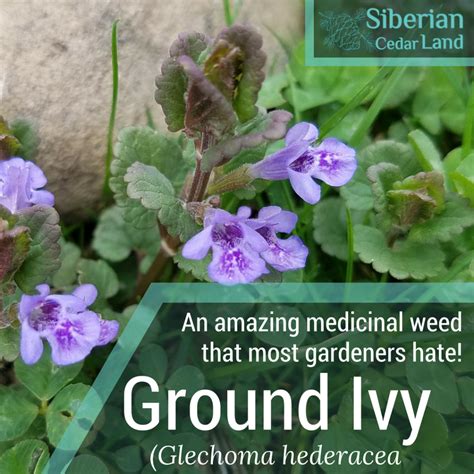 Ground Ivy Glechoma Hederacea Benefits Uses Facts And More