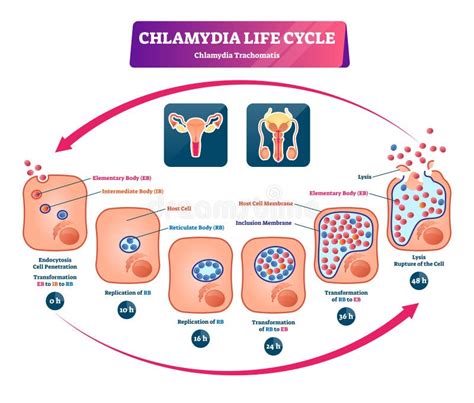 Bactéries De Trachomatis De Chlamydia Illustration Stock Illustration