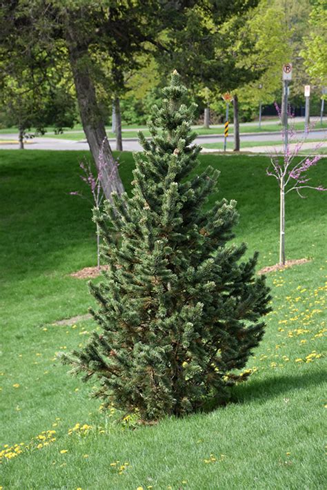 Formal Form Bristlecone Pine Pinus Aristata Formal Form In Columbus