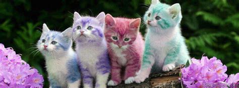 Cute Cats Facebook Cover Coversden