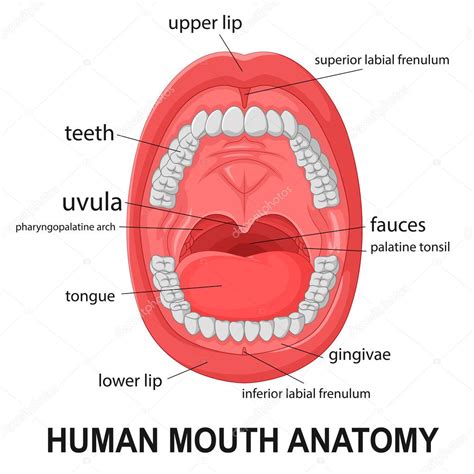 Mouth Anatomy Diagram