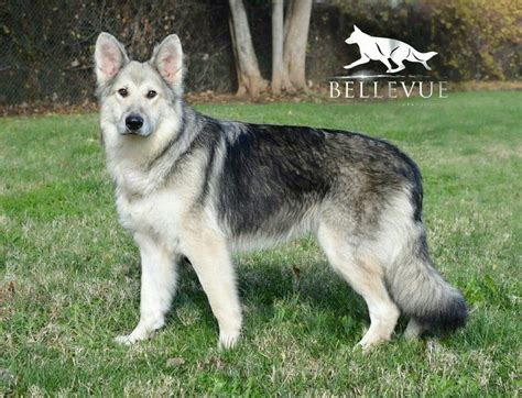 Explore 27 listings for sable german shepherd for sale at best prices. Long coat maskless silver sable German shepherd Owned be Bellevue German Shepherds Www ...