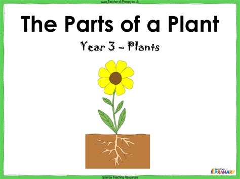 The Parts Of A Plant Powerpoint Science Year 3