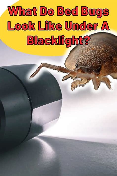 What Do Bed Bugs Look Like Under A Blacklight Epic Natural Health