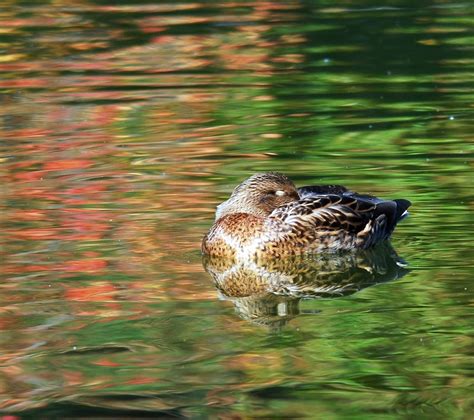 Sleeping Duck On Pond Pond Duck Pets