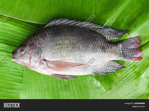 Tilapia Fish Image And Photo Free Trial Bigstock