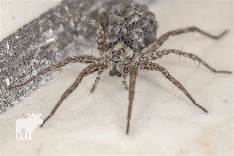 How To Identify A Wolf Spider — Forest Wildlife
