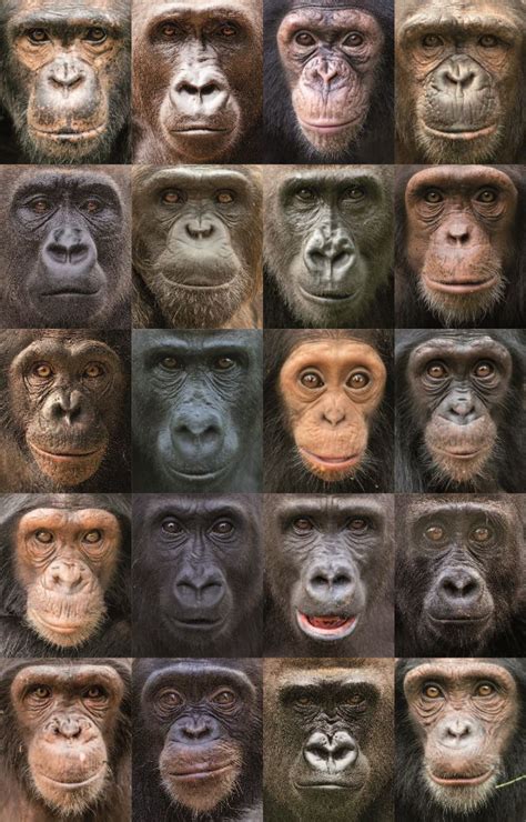 Why Monkeys And Apes Have Colorful Faces Live Science