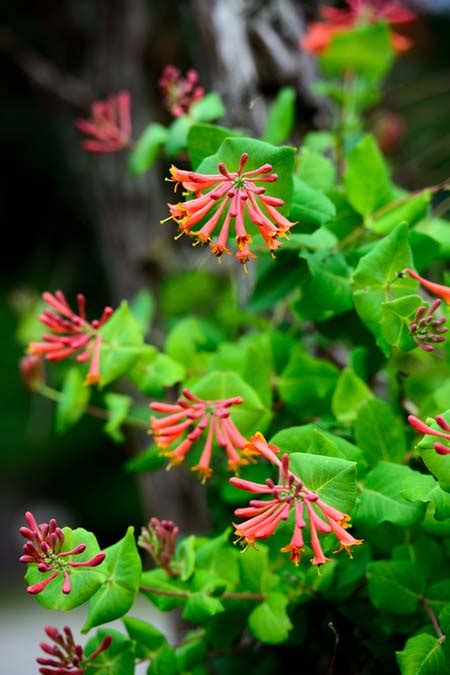 Creating a diy vine trellis. Best Flowering Vines For the Northern US - Gardener's Path
