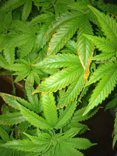 What kind of leaves problem I am facing in veg phase?(edges and tips getting yellow) grow ...