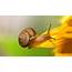 Snails Wallpapers  Pets Cute And Docile