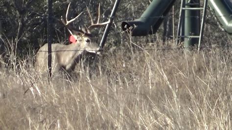 South Texas Whitetail Deer Buck Red Tag At Protein Feeder Youtube