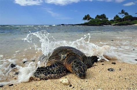 Kona Shore Excursion Hawaiian Sea Turtles Historic Kona And Coffee