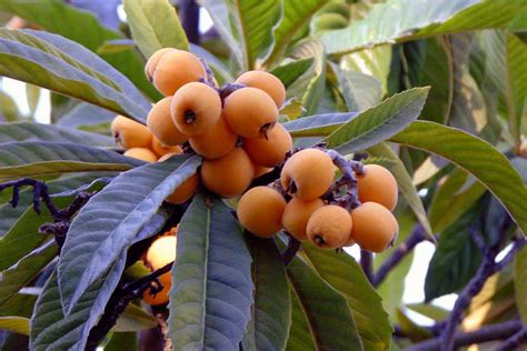 How To Grow And Care For Loquat Trees Make House Cool