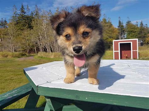 20 Irresistibly Cute Photos Of Mixed Breed Dogs