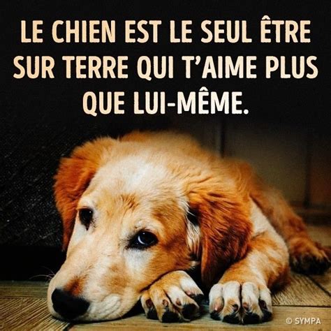 Lamour Dun Chien Citation Chien Sauvez Les Animaux Citation Animaux