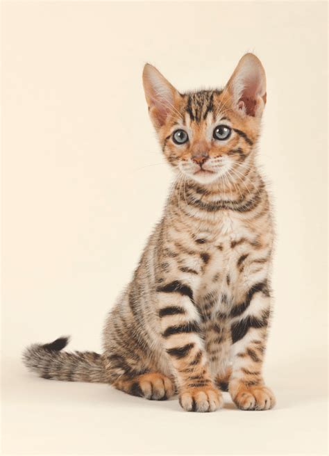 Toyger Pets Informers