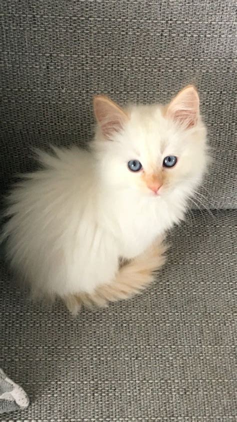 Ragdoll Cats For Sale Cats And Kittens Cute Little Animals Baby