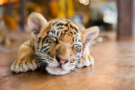 3300 Baby Tiger Stock Photos Pictures And Royalty Free Images Istock