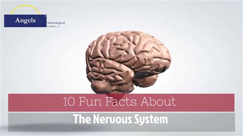 10 Fun Facts About The Nervous System Youtube