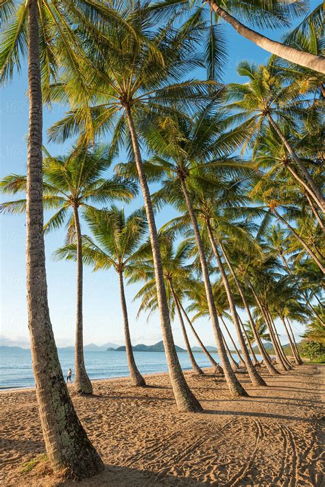 Tall Coconut Trees On Beach By Stocksy Contributor Neal Pritchard