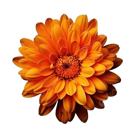 Beautiful Bright Orange Chrysanthemum Flower Daisy Top View Photo