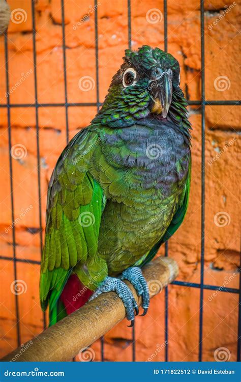Maximilian S Pionus Aka Scaly Headed Pionus A Green Parrot With Red