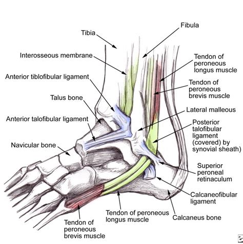 Primary ligaments of ankle include (see below for details). Border Podiatry Centre | The "Lateral" Ankle Sprain