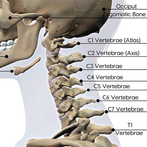 Cervical Spine Nerves And Functions Treatment With Chiropractic Care Gallatin Valley