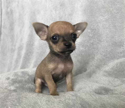 Chihuahua Puppies For Sale Ludowici Ga 304433