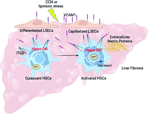 Liver Sinusoidal Endothelial Cell Expressed Vcam1 Promotes Hepatic