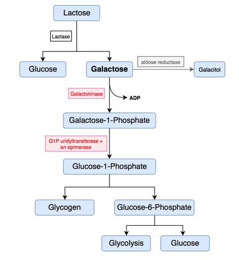 Galactose Metabolism Diagram Quizlet