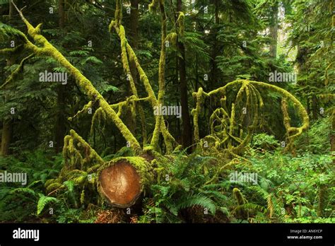 Old Growth Temperate Rainforest Cathedral Grove Macmillan Provincial
