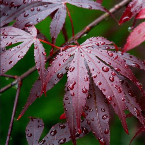 Acer Palmatum Atropurpureum Purple Japanese Maple 10 Seeds £299