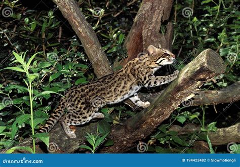 Tigre Cat O Oncilla Leopardus Tigrinus Adulto Parado En Rama Foto De