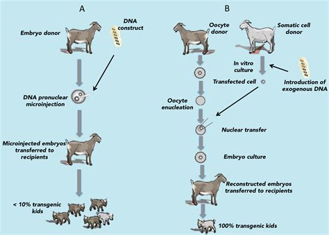 The introduction of a transgene, in a process known as transgenesis, has the potential to change the phenotype of an organism. The Use of Reproductive Technologies to Produce Transgenic ...