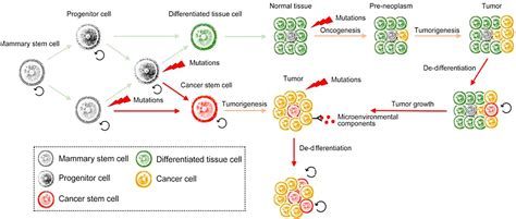 Cancer Stem Cell In Breast Cancer Therapeutic Resistance Cancer