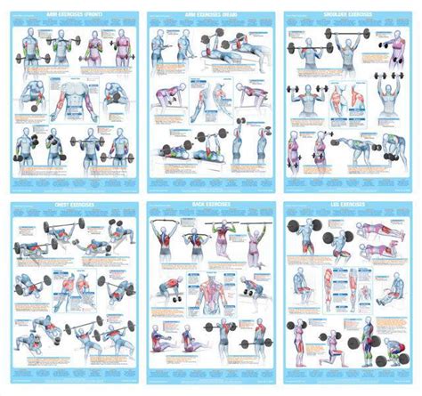 Anatomy posters and anatomy charts. Chest Muscles Exercise Weight Training Chart - Chartex Ltd