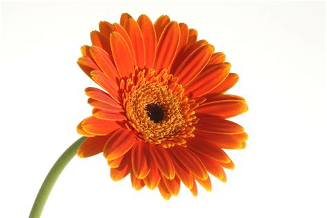 Gerbera Daisy Clip Art Free 10 Free Cliparts Download Images On