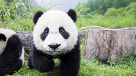 70 Cute Panda Wallpapers Wallpapersafari
