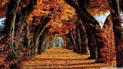 1920x1080px 1080p Free Download A Golden Path Fall Autumn Leaves