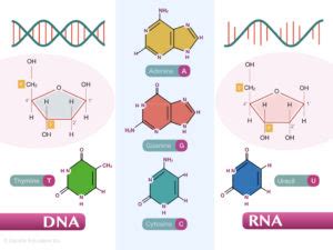 Dna Vs Rna Differences And Similarities